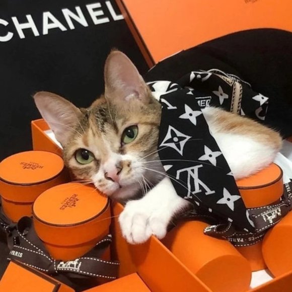 Meet your Posher, Lee - Picture 1 of 1